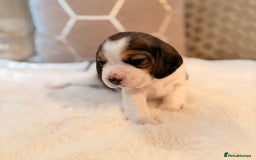 Beagle dogs for sale: ** STUNNING KC 5 GEN TRI COLOUR BEAGLEPUPS ** - Image 2