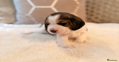 Beagle dogs - Advert 15
