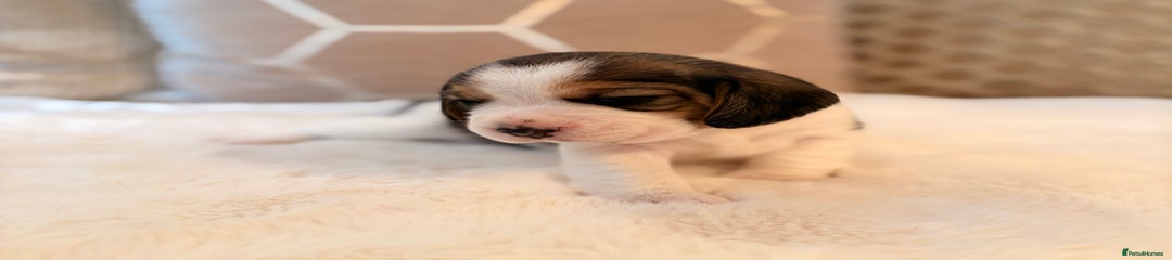 Beagle Puppy 1