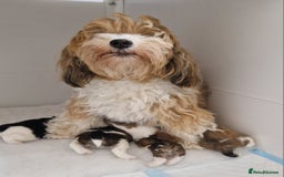 Havanese dogs for sale: Stunning KC Registered Havenese babies available.  - Image 1