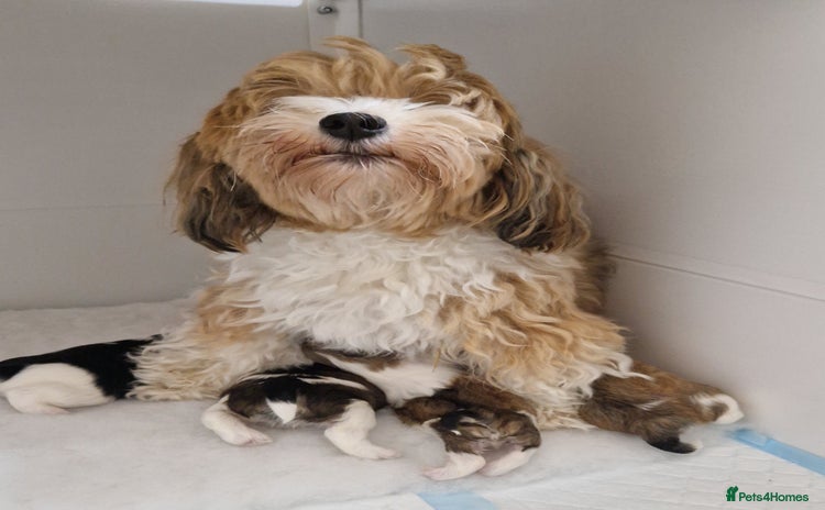 Havanese dogs - Advert 1