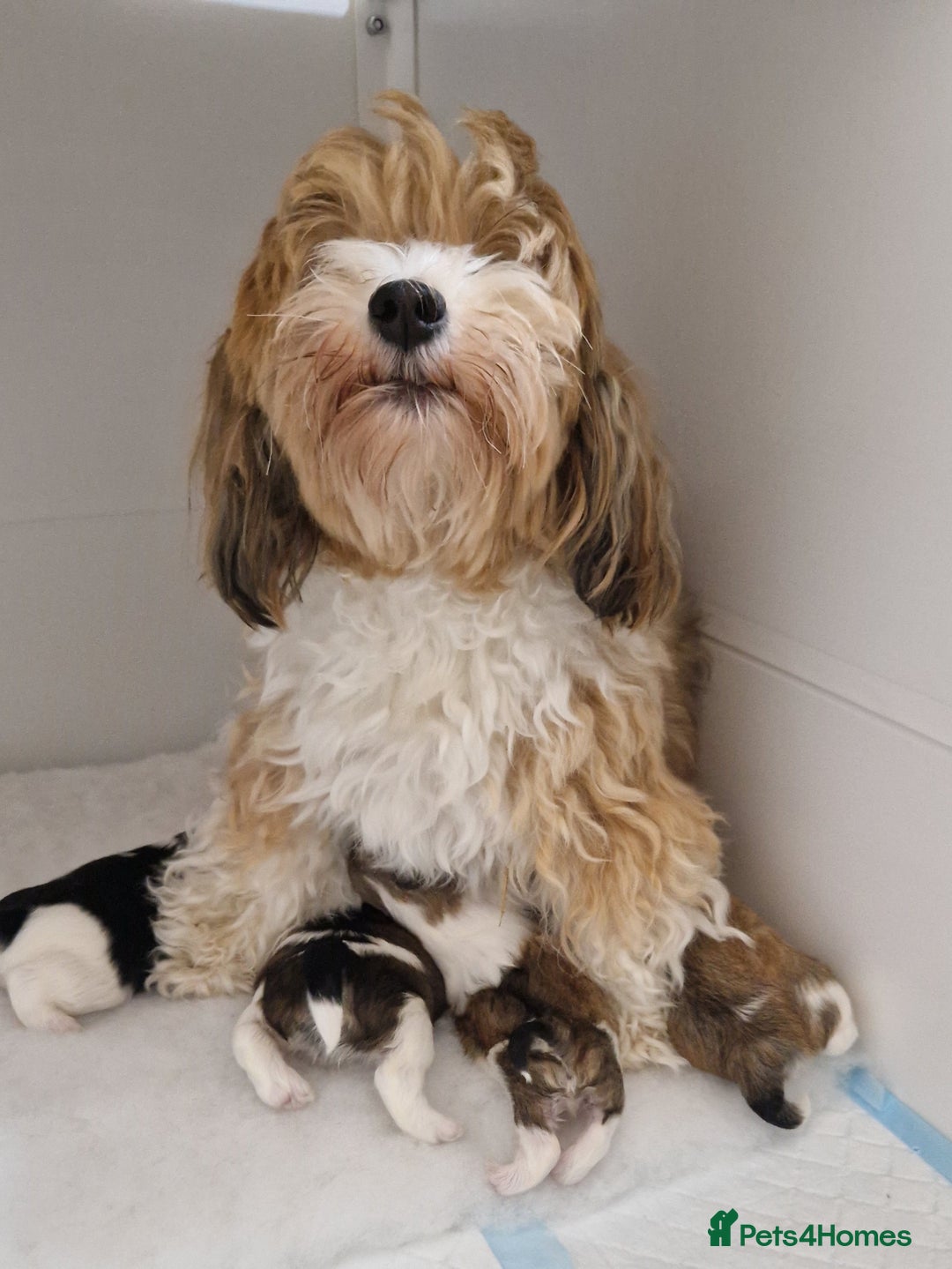 Havanese dogs for sale: Stunning KC Registered Havenese babies available.  - Image 1