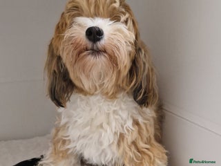 Havanese dogs - Advert 2