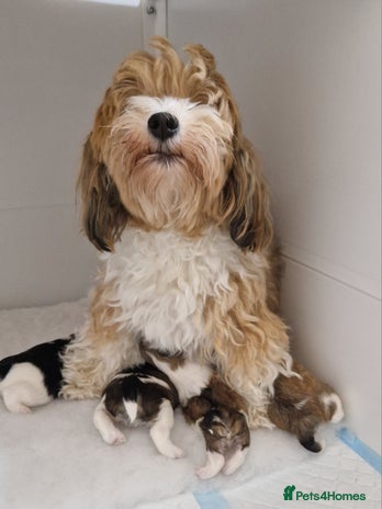 Havanese dogs - Advert 2