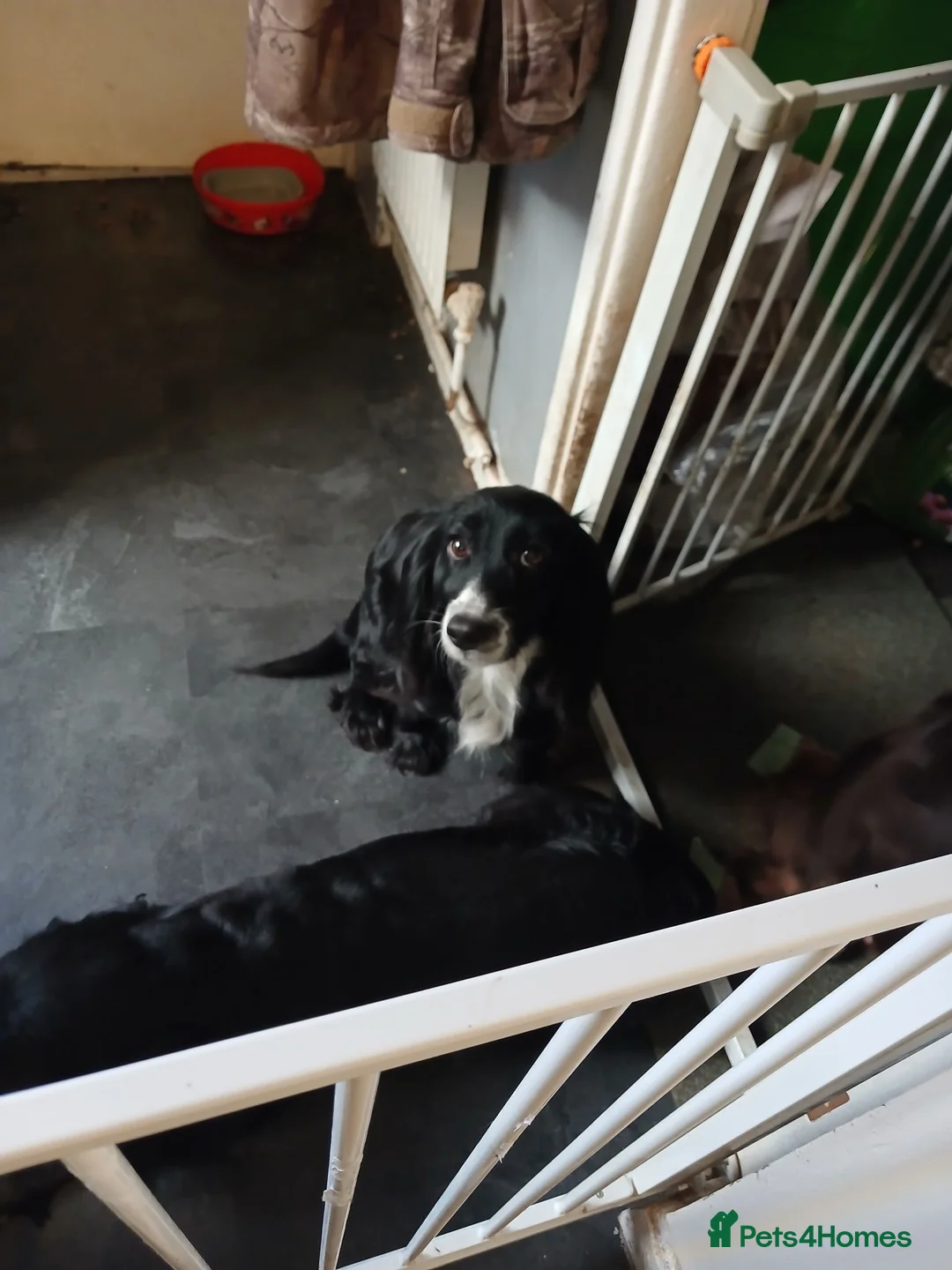 Cocker Spaniel dogs for sale: Ready to leave 7 cocker spaniels - Advert 2