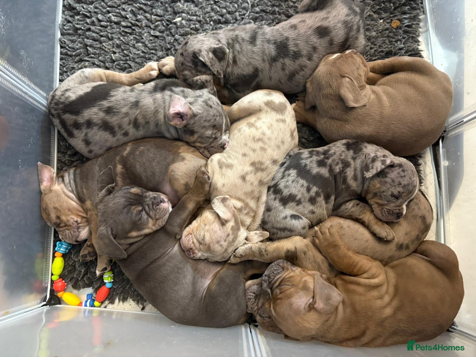 Olde English Bulldogge dogs Olde English bulldogges generational  - Advert 1