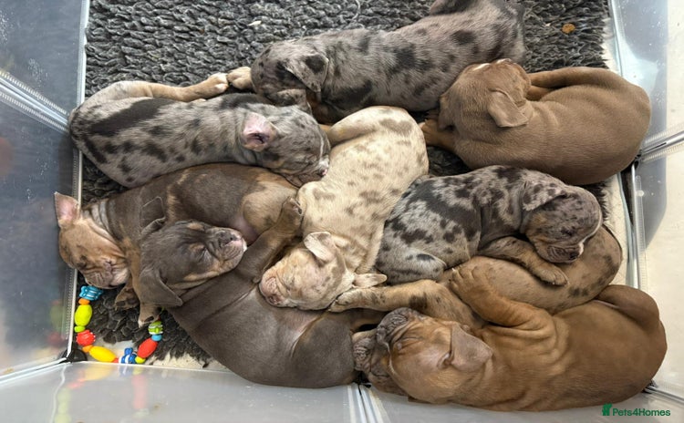 Olde English Bulldogge dogs - Advert 1