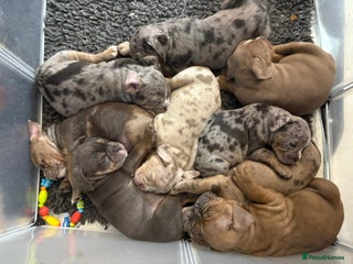 Olde English Bulldogge dogs Olde English bulldogges generational - Advert 5