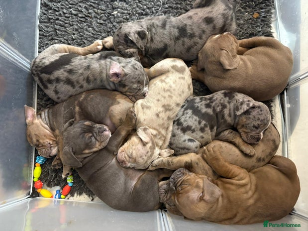 Olde English Bulldogge dogs - Advert 1