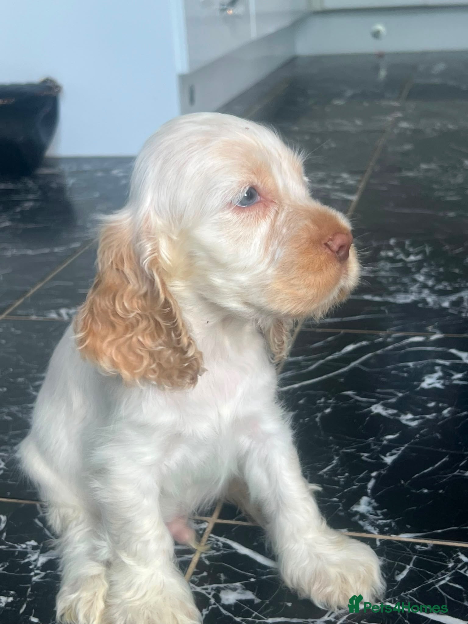 Cocker Spaniel dogs 🧡 Stunning Show-Type Cocker Spaniel  🧡 - Advert 2