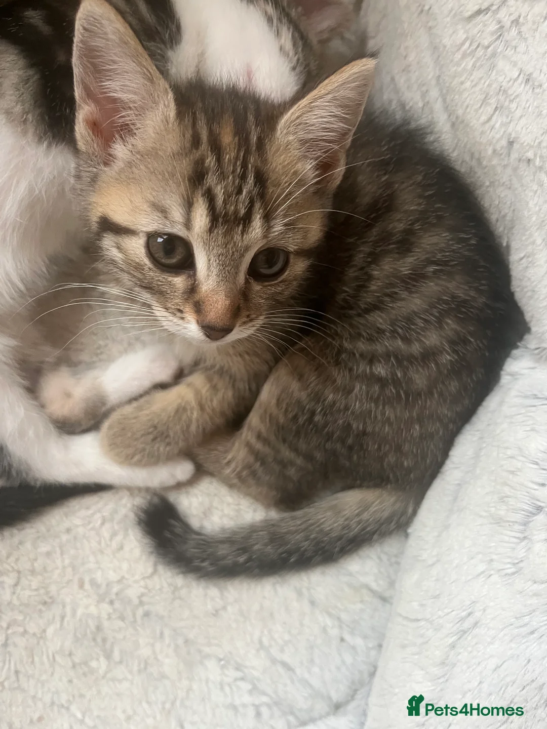 Mixed Breed cats for sale: Mixed breed kittens, one male one female - Advert 3