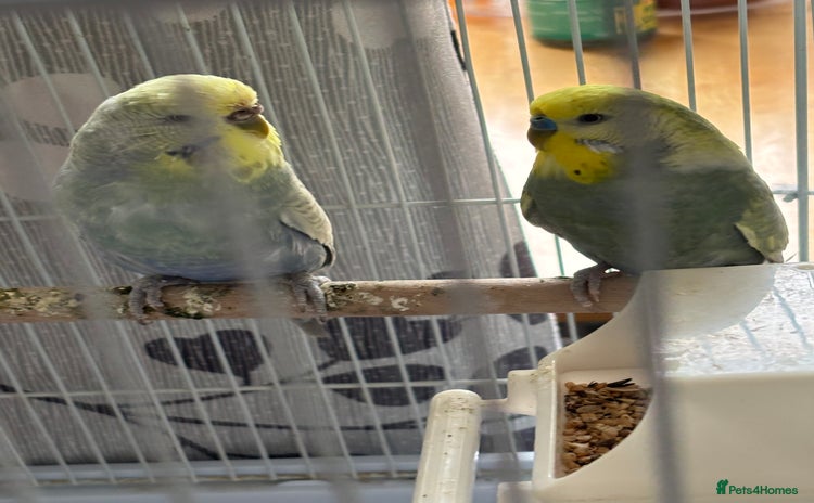 Budgerigars birds - Advert 1