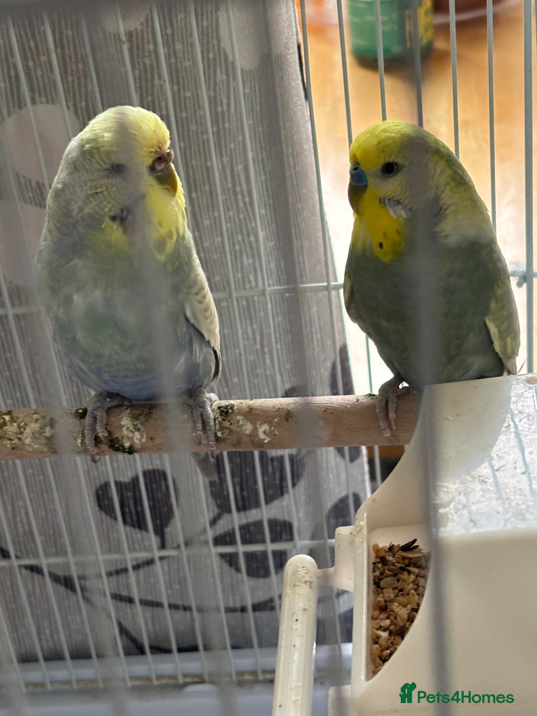 Budgerigars birds for sale: Male and female budgies both 2 years old - Image 1