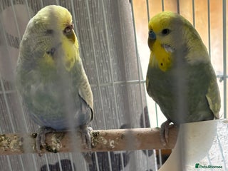 Budgerigars birds - Advert 20