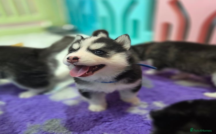 Pomsky dogs - Advert 1