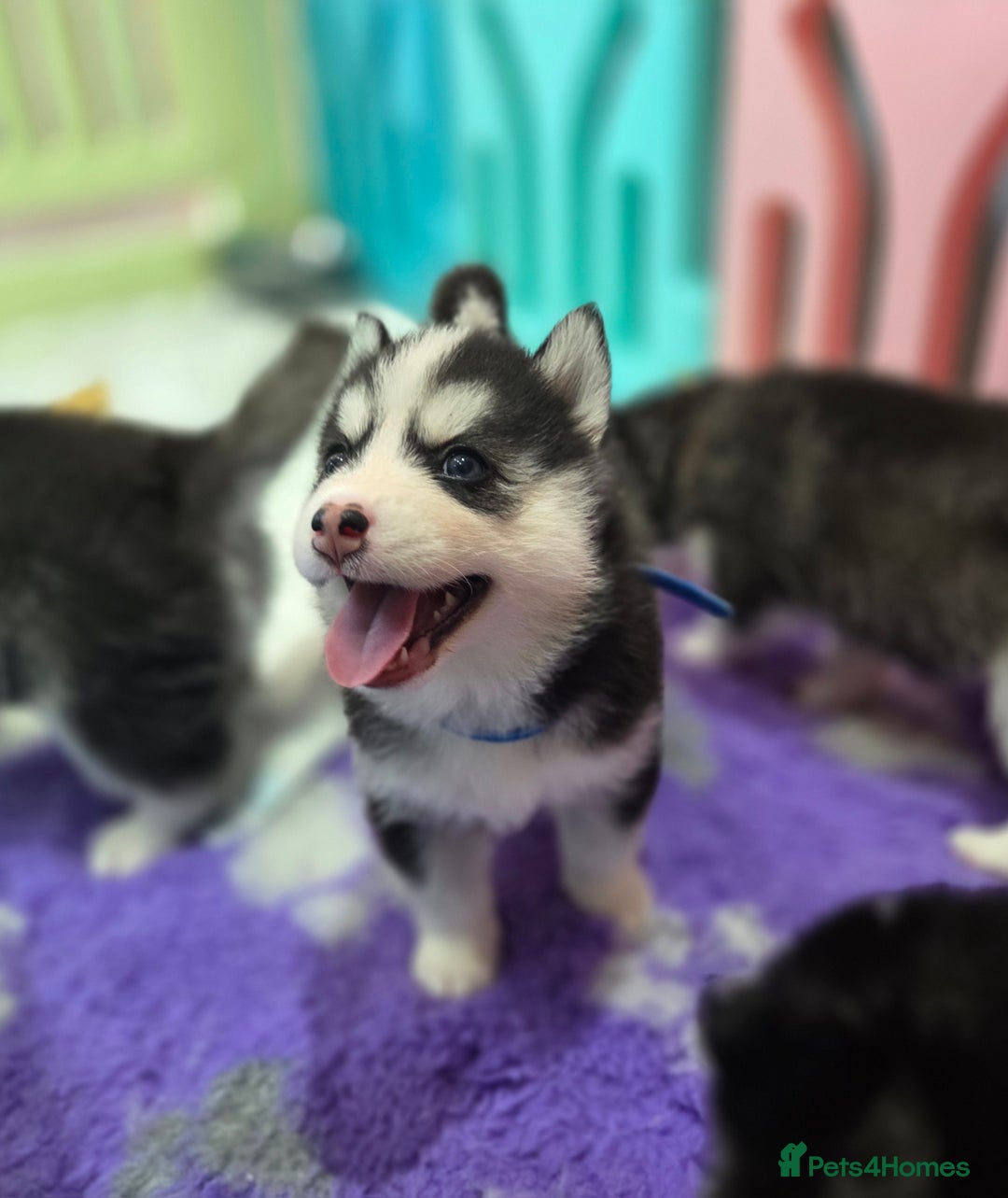 Pomsky dogs for sale: Perfect medium size Pomsky - Image 7