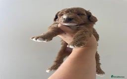 Australian Labradoodle dogs for sale: Australian Labradoodle Puppies – Ready Now🐶 - Image 9