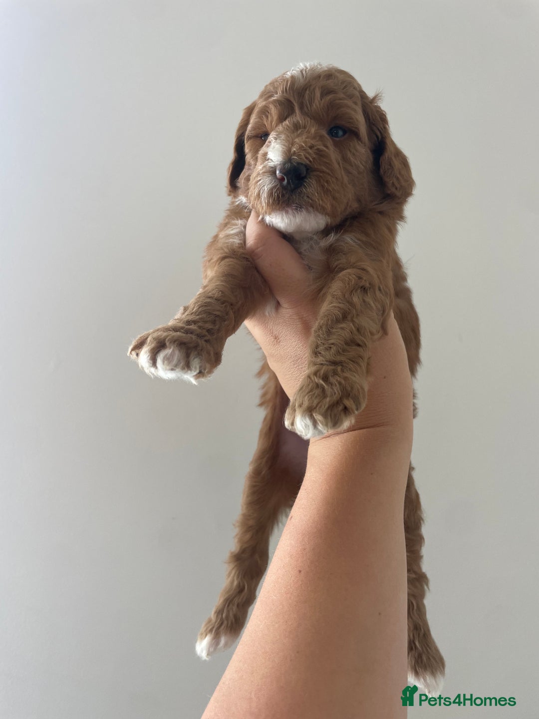 Australian Labradoodle dogs for sale: Australian Labradoodle Puppies – Ready Now🐶 - Image 9