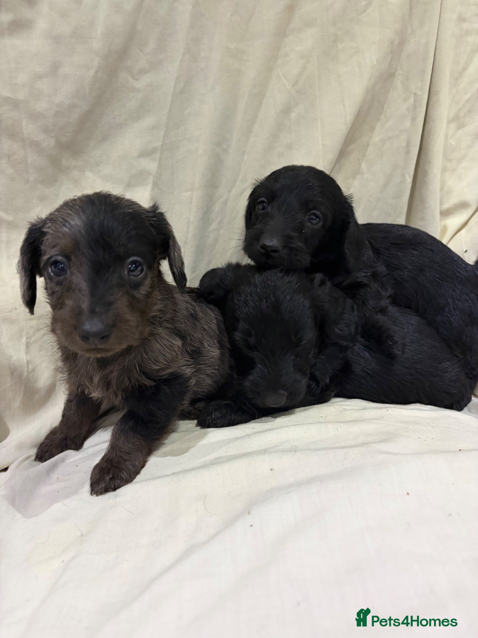 Doxiepoo dogs 7 Beautiful Doxiepoos  - Advert 1