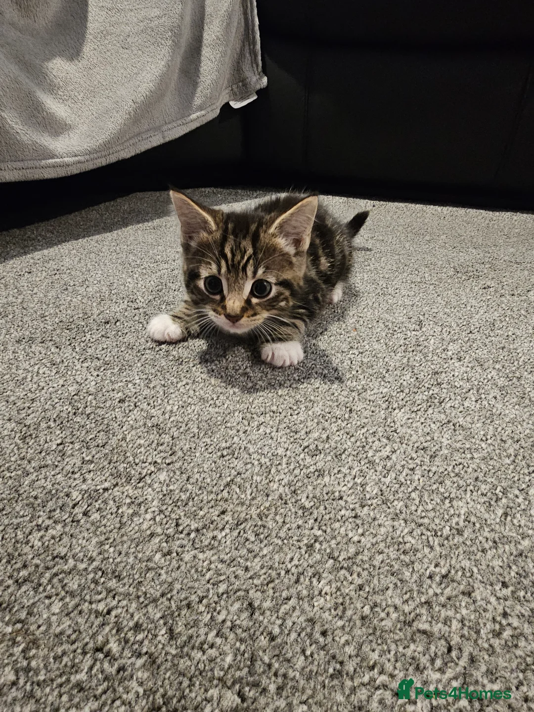 Mixed Breed cats for sale: Female tabby kitten  - Advert 9