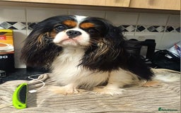 Cavalier King Charles Spaniel dogs for sale: Beautiful quality kc registered cavalier puppies  - Image 10