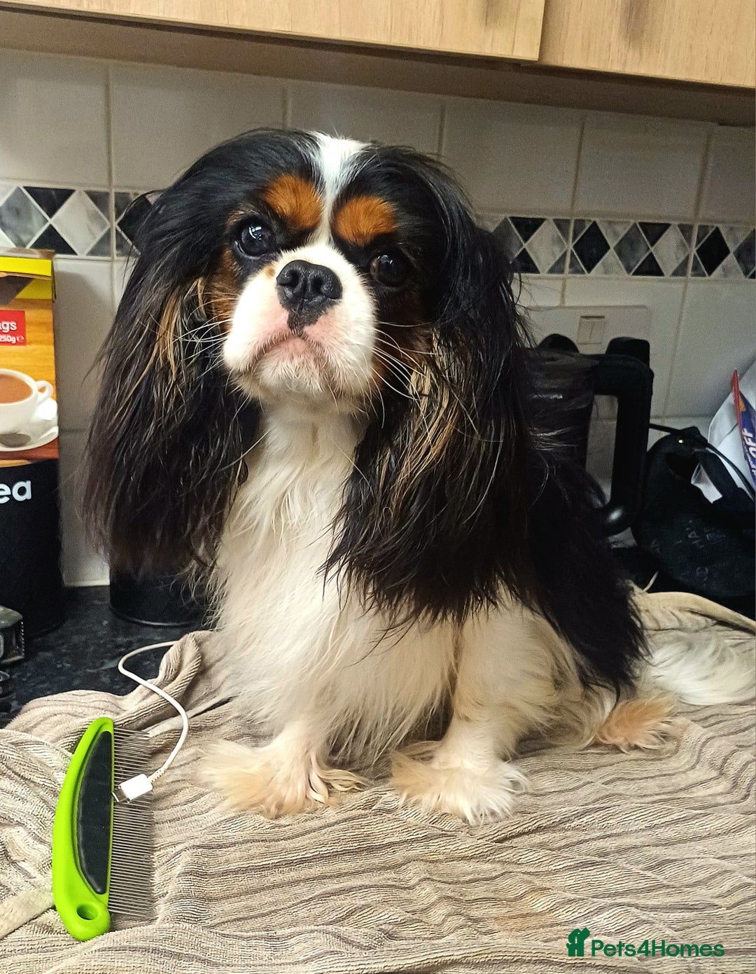 Cavalier King Charles Spaniel dogs for sale: Beautiful quality kc registered cavalier puppies  - Image 10
