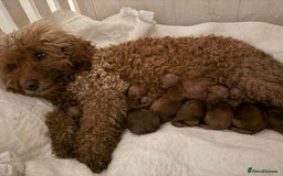 Cavapoo dogs for sale: Deep red Cavapoo puppies  - Image 5