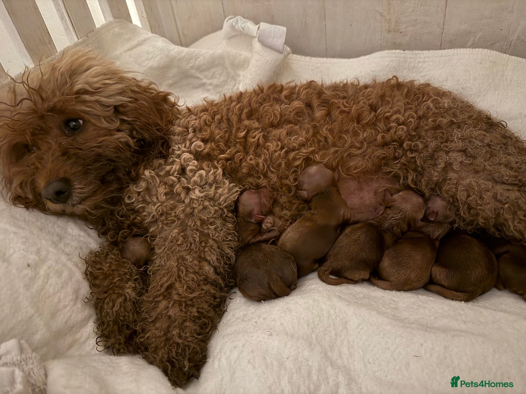 Cavapoo dogs for sale: Deep red Cavapoo puppies  - Image 5