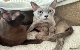 Burmese cats for sale: Three Beautiful home-reared Burmese Kittens - Image 2