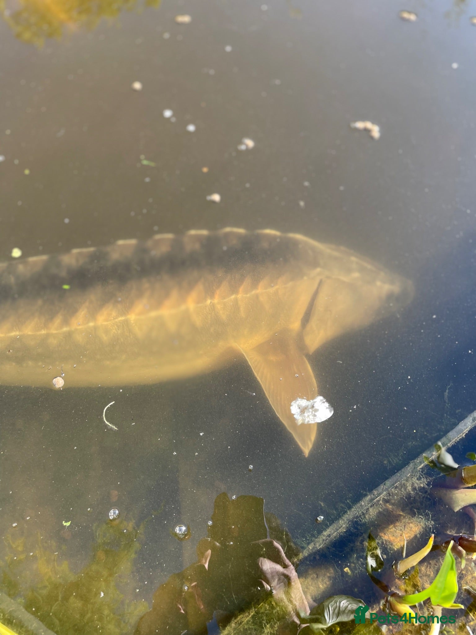 Pond Fish fish Sturgeon - Advert 3