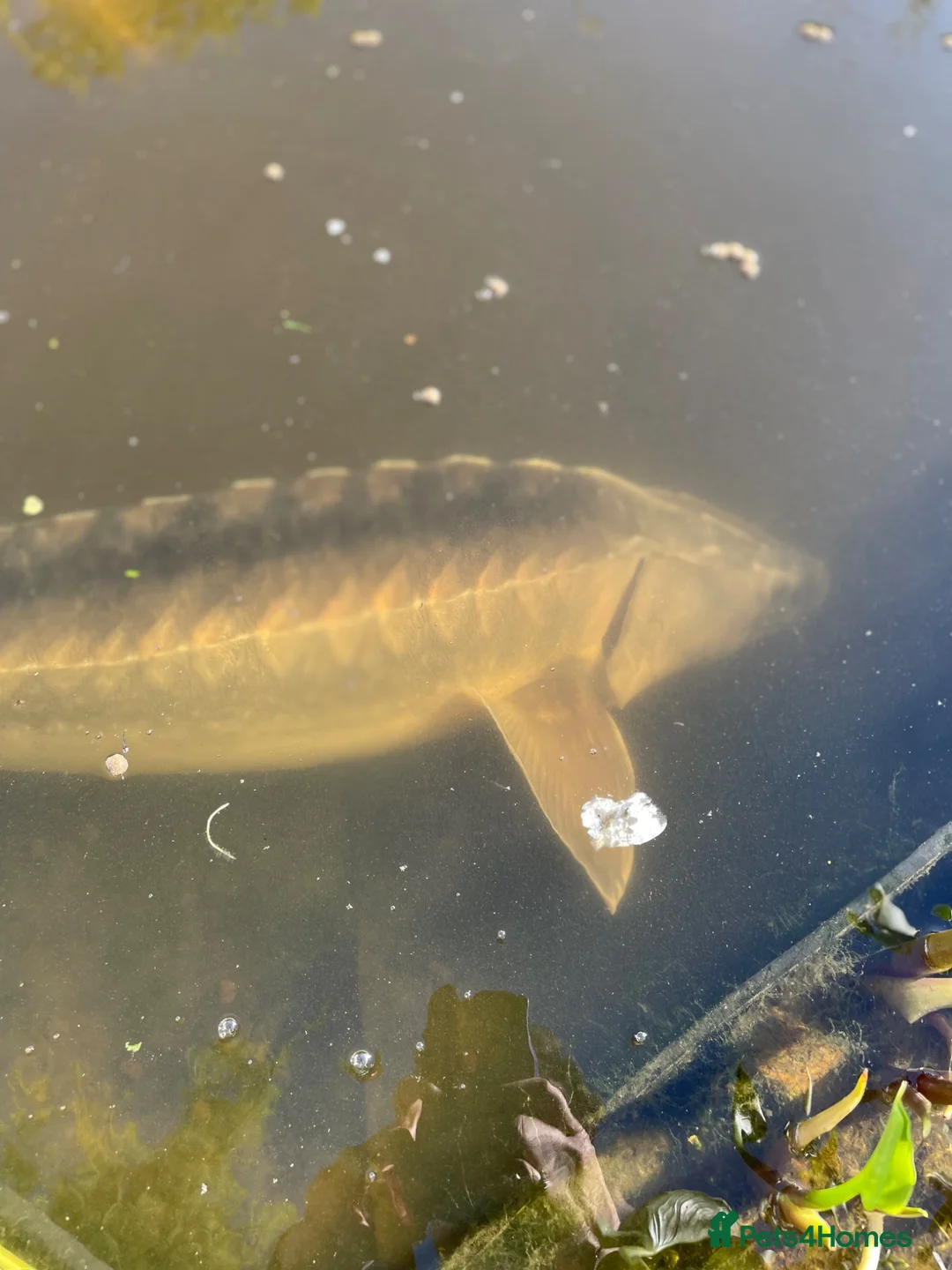 Pond Fish fish for sale: Sturgeon in Leigh-on-Sea - Advert 1
