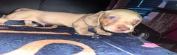 Miniature Dachshund dogs for sale: Beautiful Piebald Miniature Dachshund Puppies in Morpeth - Advert 6