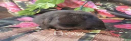 Mini Lop rabbits for sale: Mini lop baby rabbits - Advert 3