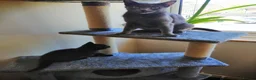 Ragdoll cats for sale: Ragdoll and rushian bluecat mix - Advert 8