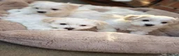 Maltese dogs for sale: Bichon Maltese puppies 🐶  in Northampton - Advert 2