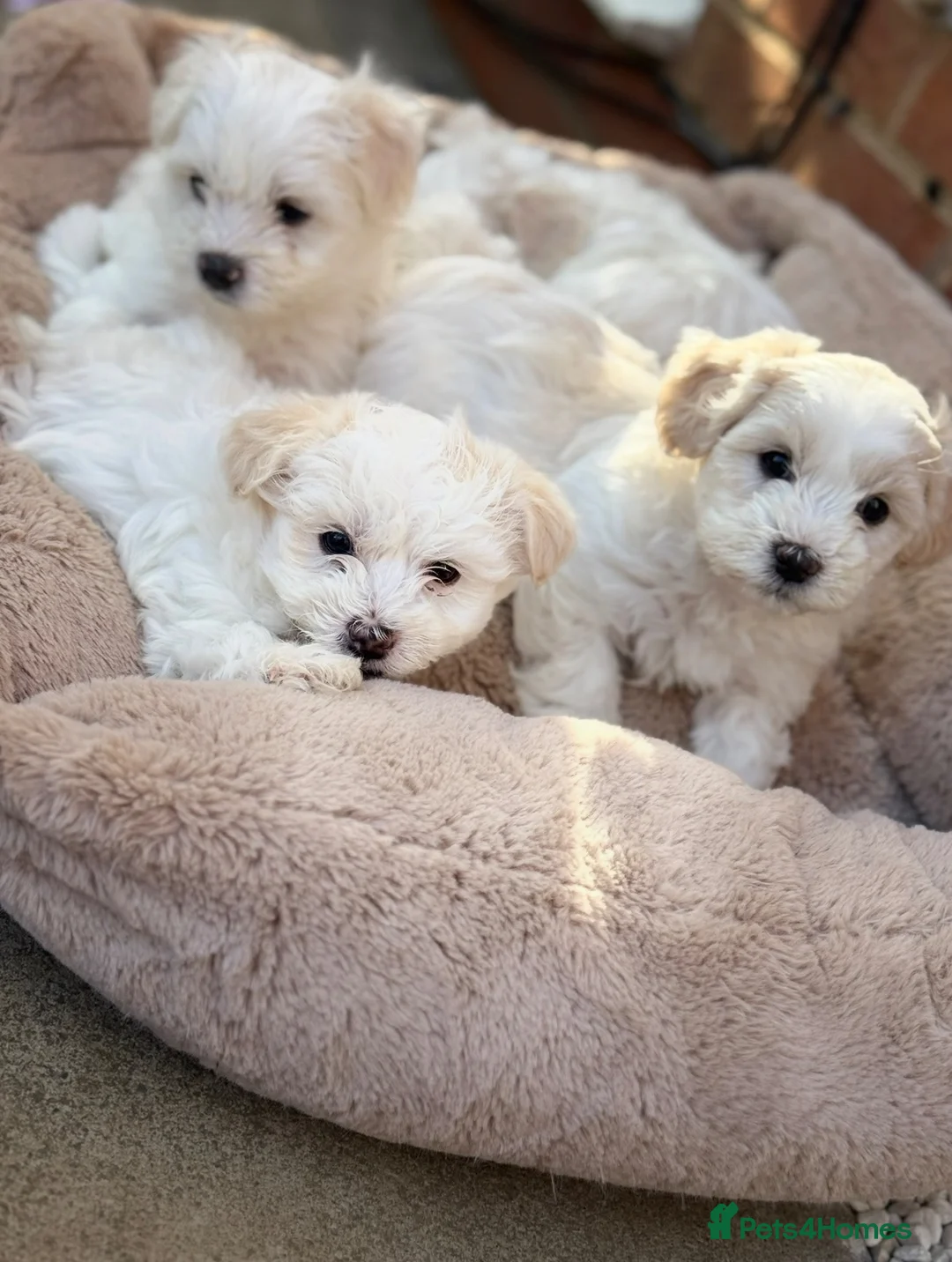 Maltese dogs for sale: Bichon Maltese puppies 🐶  in Northampton - Advert 2