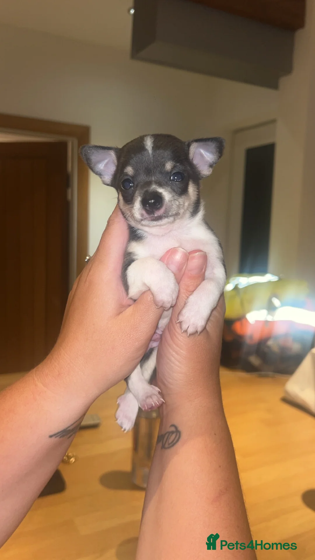 Chihuahua dogs for sale: Fabulous Chihuahua puppies  in Middlesbrough - Advert 6