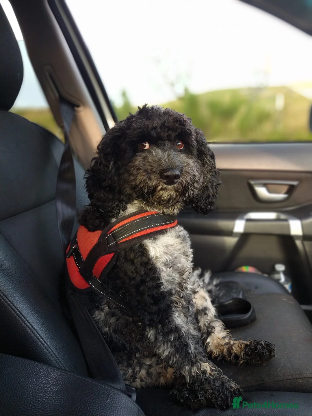 Cockapoo dogs for sale: Mack  in Workington - Advert 1