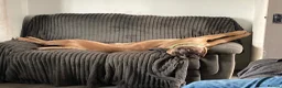 Cane Corso dogs for sale: Male and female cane corso  in Stafford - Advert 16