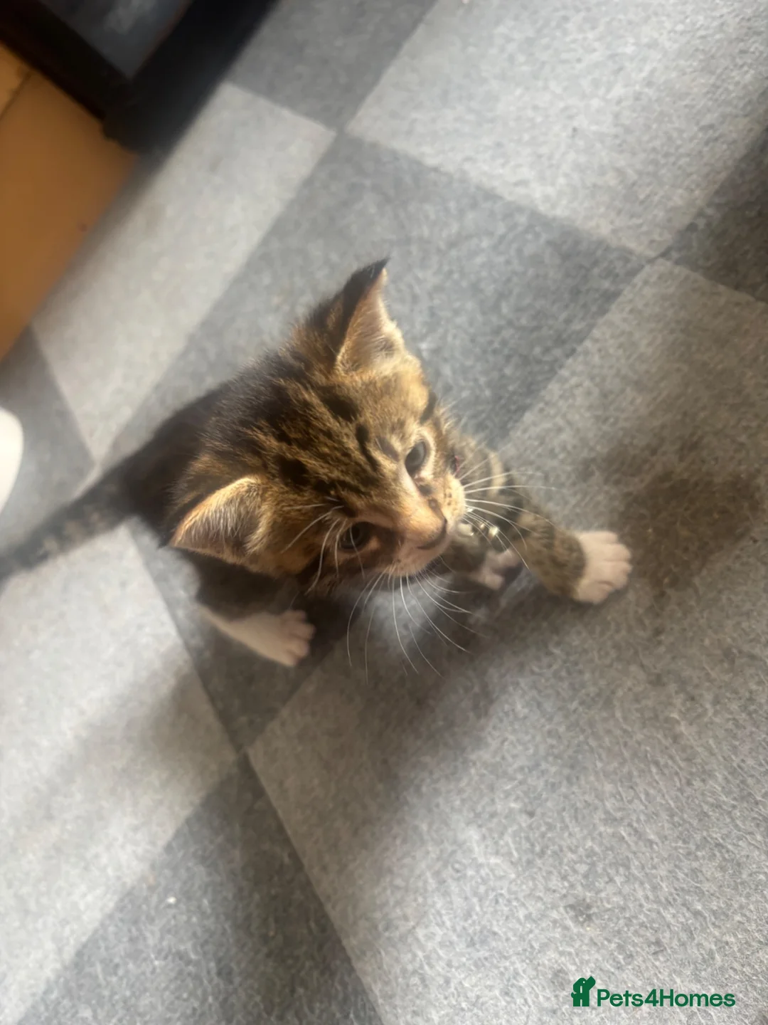 Mixed Breed cats for sale: Kittens for sale  - Advert 2