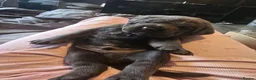 Cane Corso dogs for sale: S🐾❤️ STUNNING CANE CORSO PUPPIES–2BOYS & 2GIRLS  in Cwmbran - Advert 13