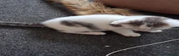 Mixed Breed cats for sale: Kittens 4 sale - Advert 6