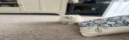 Ragdoll cats for sale: Ragdoll kitten  in London - Advert 30