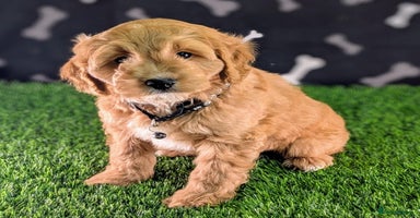 Cavachon dogs - Advert 3