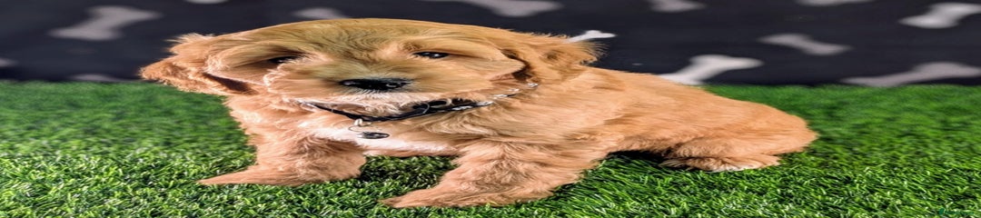 Cavachon Boy Black collar