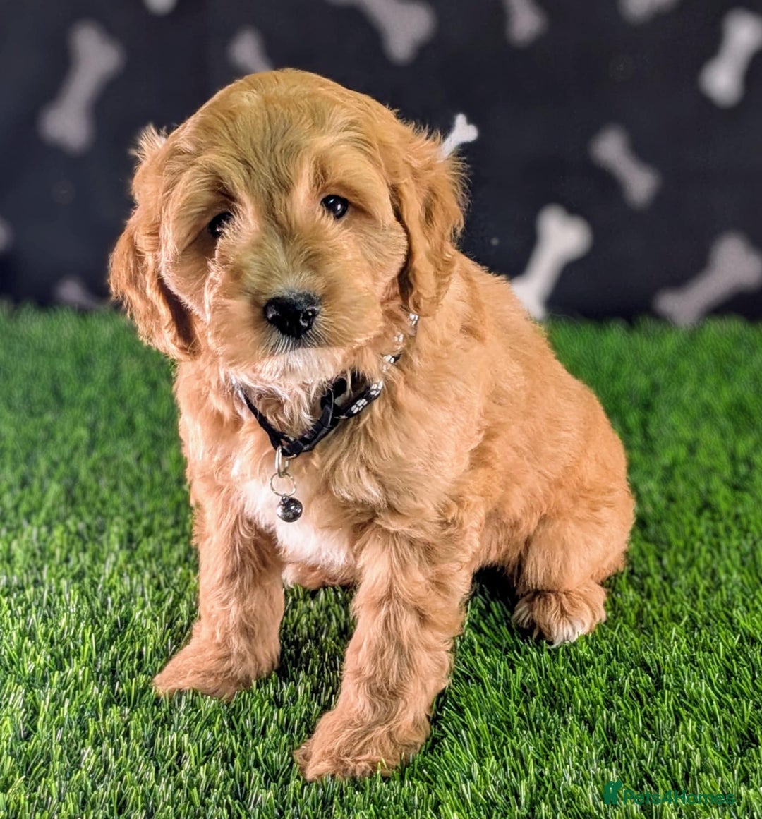 Cavachon dogs for sale: Adorable and Healthy Cavapoochon Puppies  - Image 2
