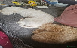 Toy Poodle dogs for sale: Toy poddle  - Image 3