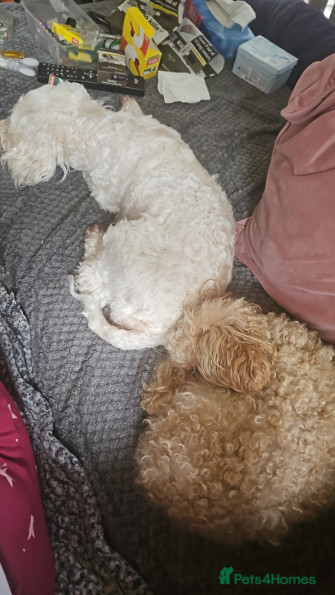 Toy Poodle dogs for sale: Toy poddle  - Image 3