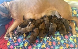 Boxer dogs for sale: Champion Sired KC Reg boxer puppies available - Image 2
