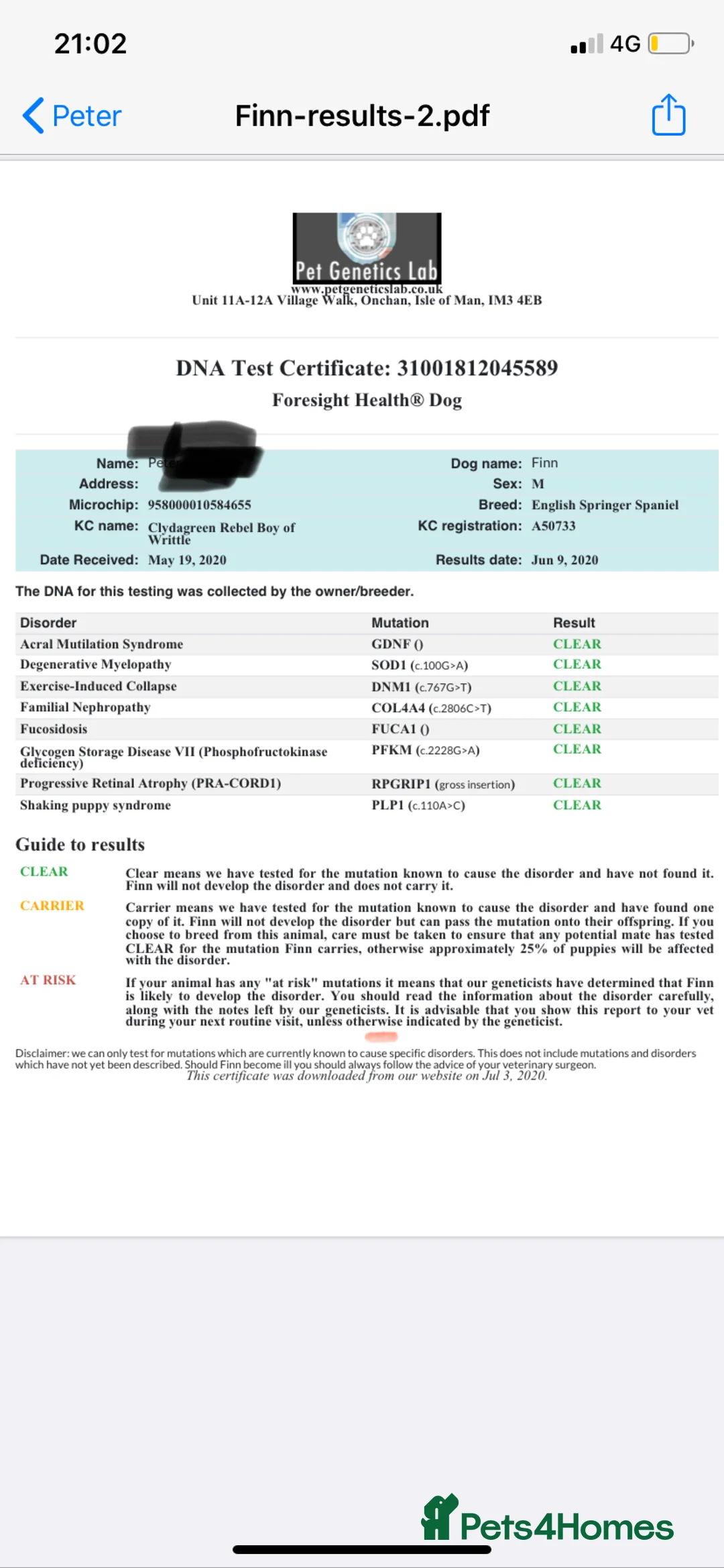 English Springer Spaniel dogs for stud: Working English Springer Spaniel Stud Health Test in Chelmsford - Advert 16